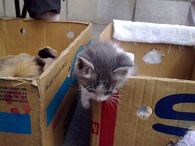猫